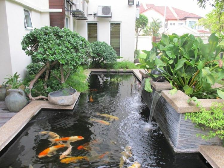 bassin de jardin avec poissons