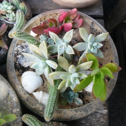 succulent cactus vieux pot coquillage plante