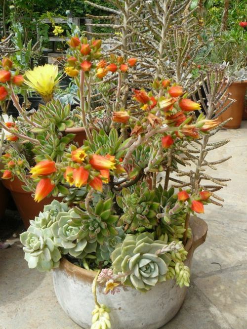 succulentes jardinage exterieur fleuri florissant orange
