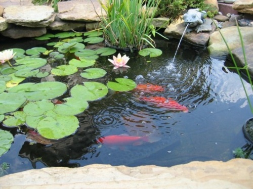 bassin poisson dans jardin