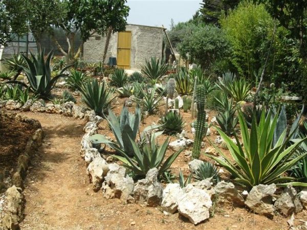agave jardin roches