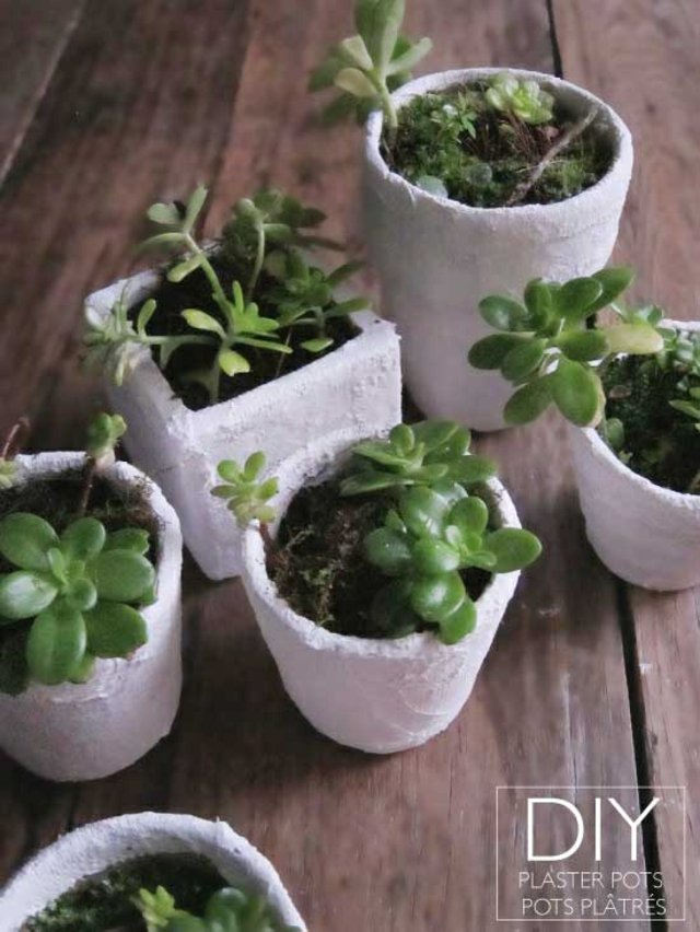 bricolage plâtre pots plantes succulentes