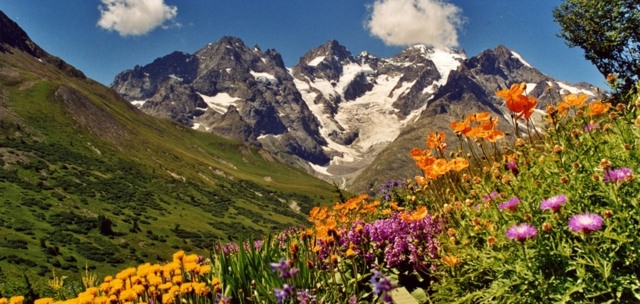 Jardin collines cimes alpines 