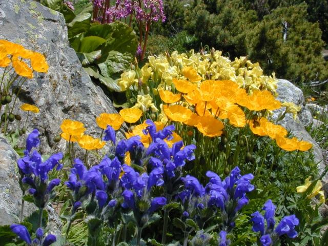 Jardin alpin couleurs bleues jaunes