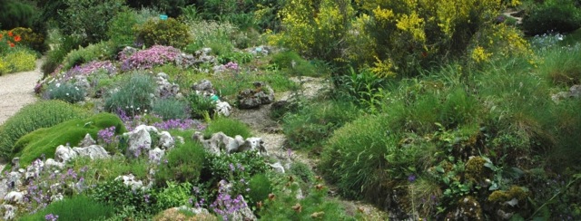Jardin alpin en fleurs multicolores