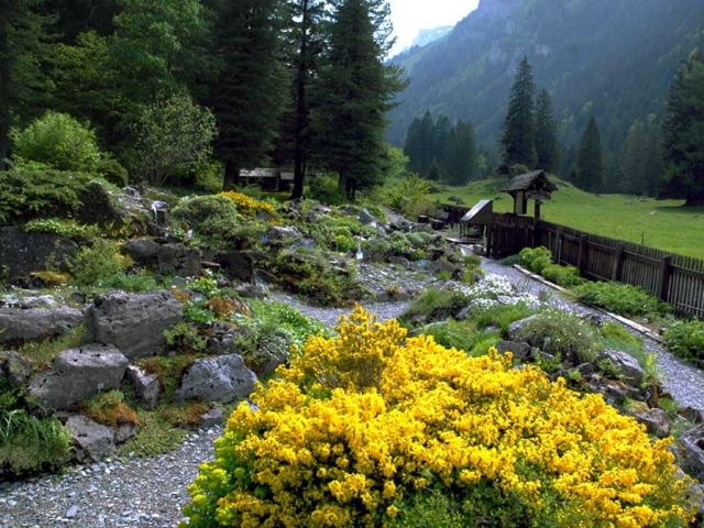 Jardin montagne arbuste jaune