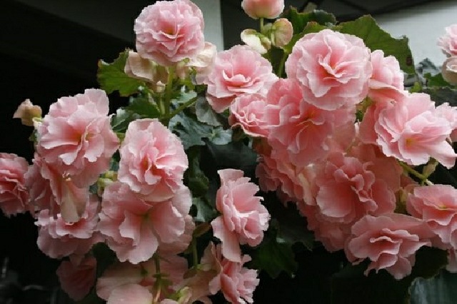 balcon jardin fleur rose