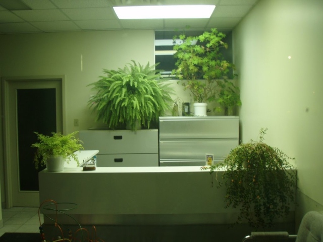 plantes d'intérieur bureau eclairage naturel plantes