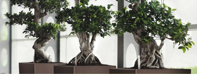 decoration originale bureau bonsai