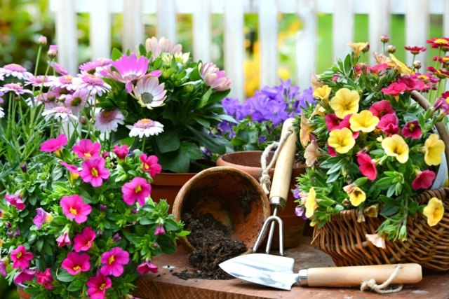 decoration plantes couleurs differentes balcon jardin