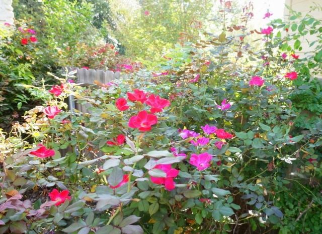 entretien-jardin-roses-couleur-cyclamen entretien de jardin