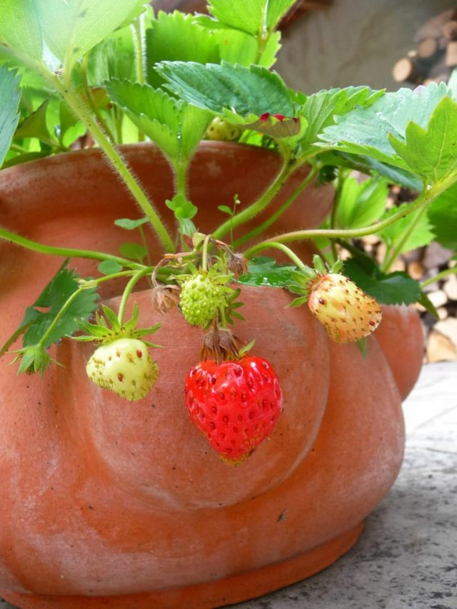 fraisiers pot argile