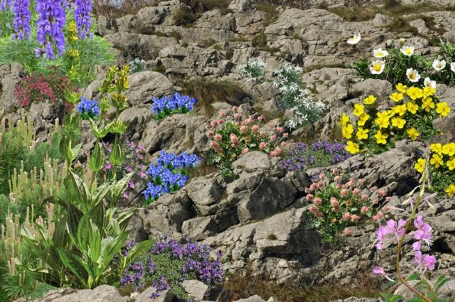 jardin alpin fleuri rochers