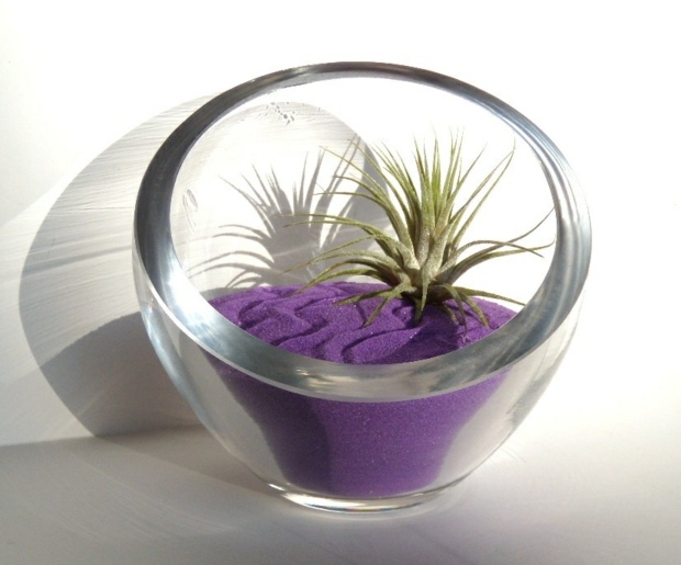 terrarium contemporain verre abrite plante grasse
