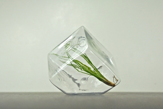 terrarium verre forme geometrique très chic