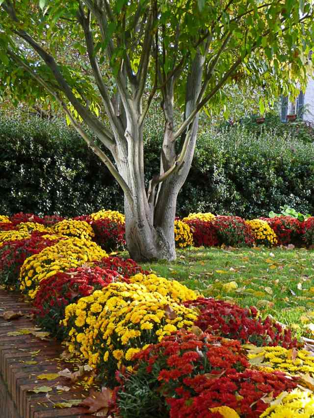 decoration automne chrysanthemes jaunes rouges