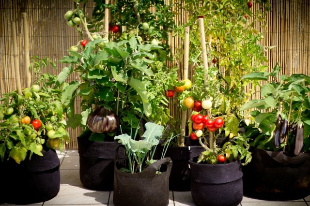 vue jardin potager tomates terrasse maison