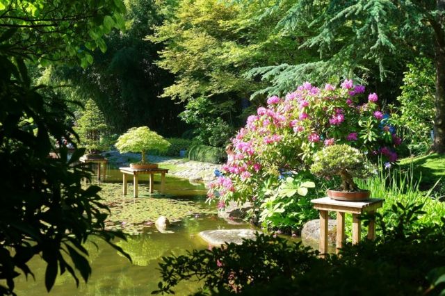vue lac jardin japonaise bonsai