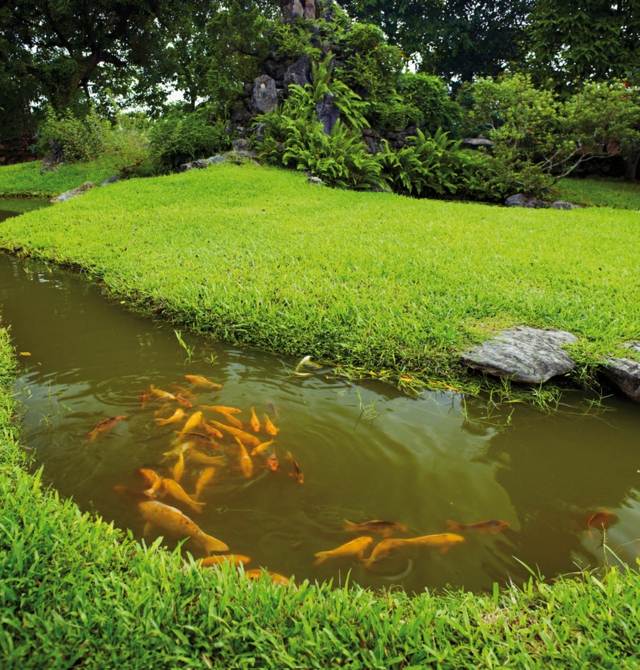 vue poissons or jardin aquatique