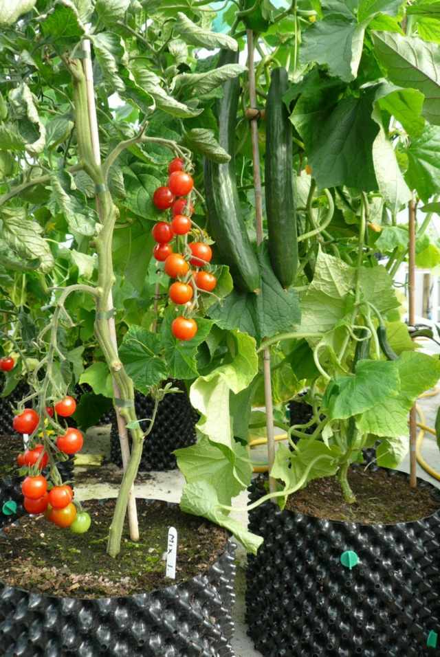 vue tomates jardin potager maison