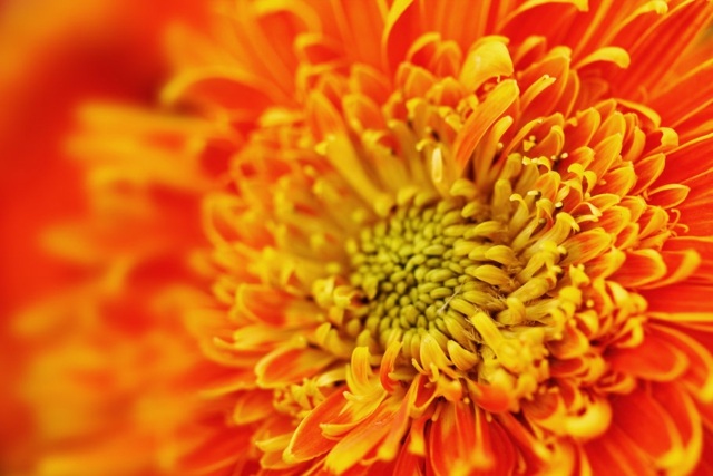 zoom chrysantheme orange
