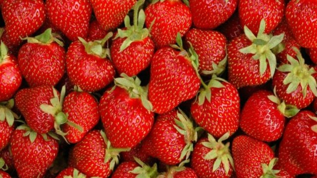 Fraisier en pot zoom fraises fraîches