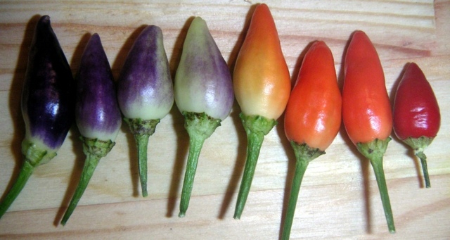 Planter du poivron zoom piments couleurs differentes