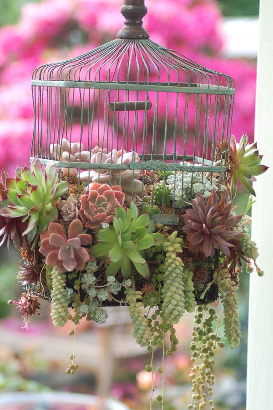 Cage d'oiseaux comme pot pour les succulents