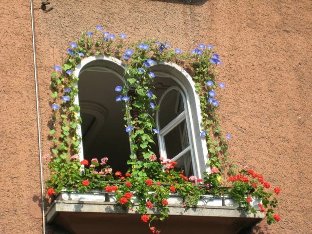 Jardin de balcon fleurs blues rouges