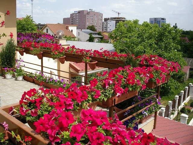 Jardin de balcon petunias rouges