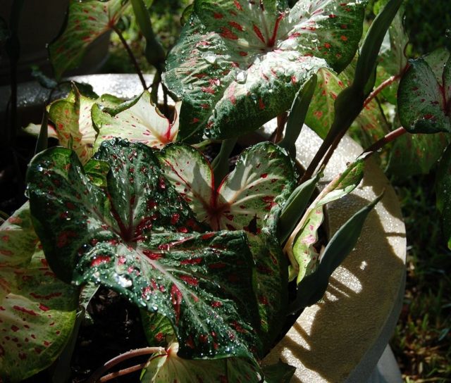 Ombre plante vert rouge