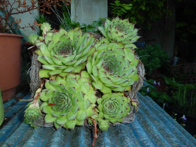 Plantes-d-ombre-cinq-cactus
