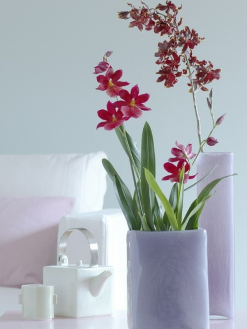 déco elegante orchidees rouges 