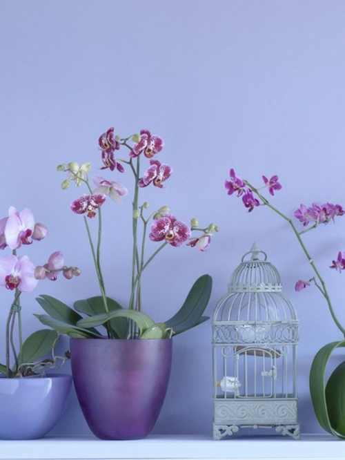 deco originale orchidees pots
