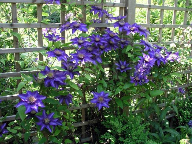 fleurs couleur violette pergola bois