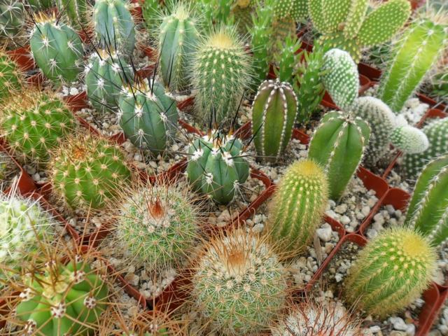 jardin petite taille cactus 