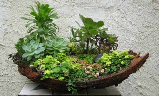 mini jardin decoration succulentes