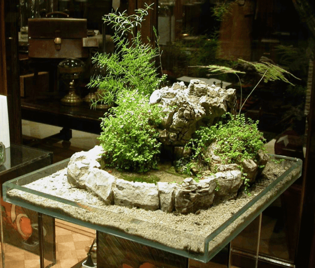 jardin miniature pierre plantes