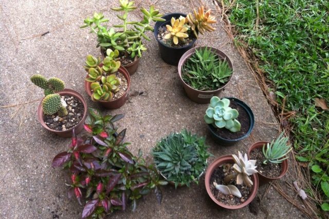 jardin miniature plantes succulentes cactus