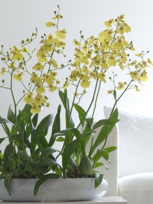 deco elegante orchidees jaunes