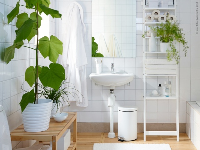 plantes pour salle de bains etageres