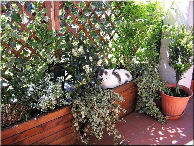 plantes vertes pergola veranda