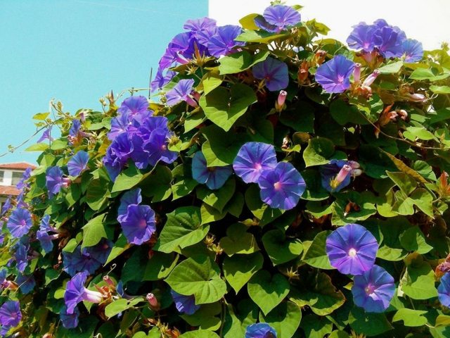 vue plante grimpante violet pour pergola