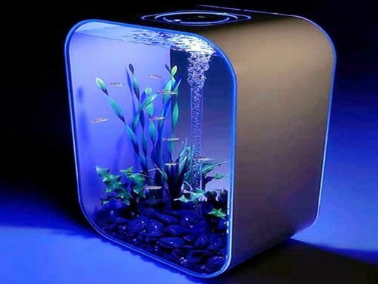 aquarium eclairage decoration