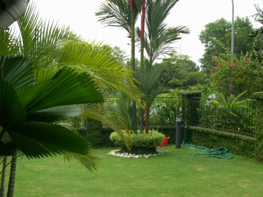 deco jardin palmiers