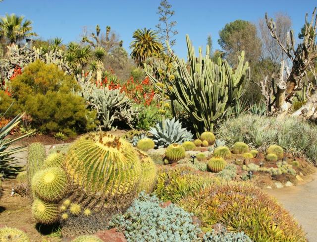 entretien jardin mexicain cactus