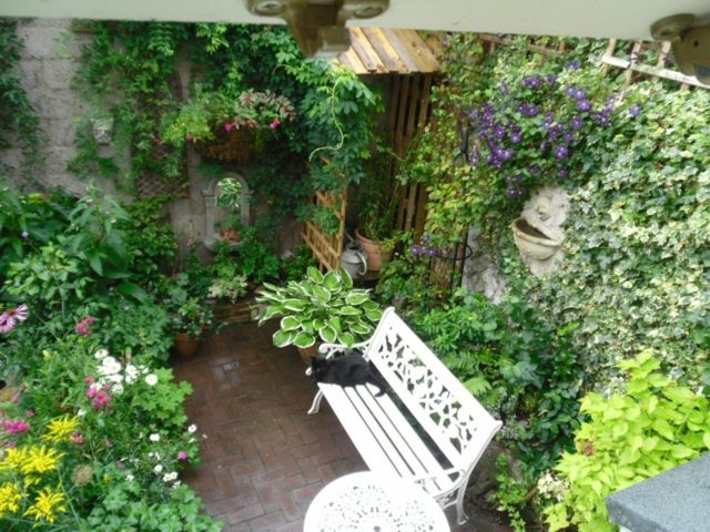entretien jardin petit banc fleurs plantes grimpantes