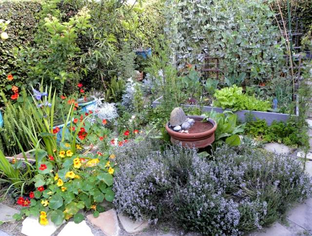 entretien jardin petit fleurs plantes