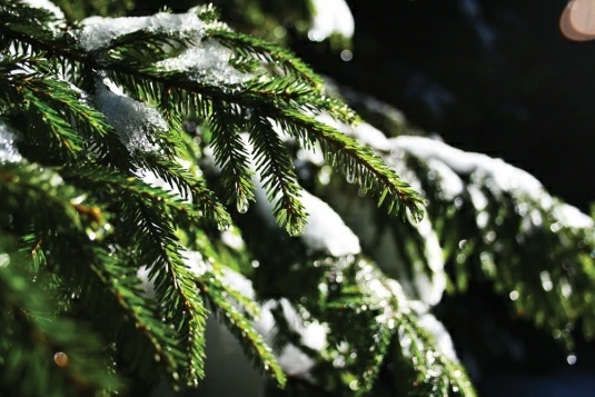 conifères pafaits rester vert pendant tout l'hiver