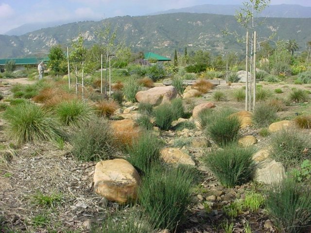 aménagement jardin extérieur permacole plantes resistance secheresse-retention-eau